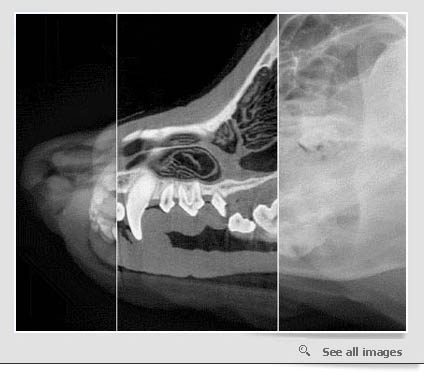 Canine head study: digital radiograph (CR) with computed tomography (CT) superimposed